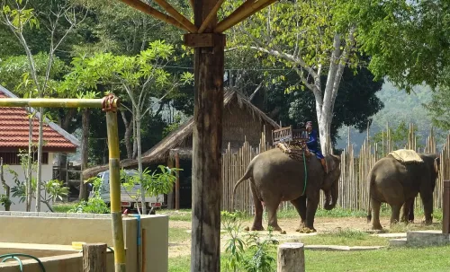 tour lao Trại Voi (Luang Prabang)