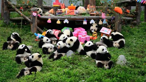 cong-vien-gau-truc-thanh-do-haidangtravel